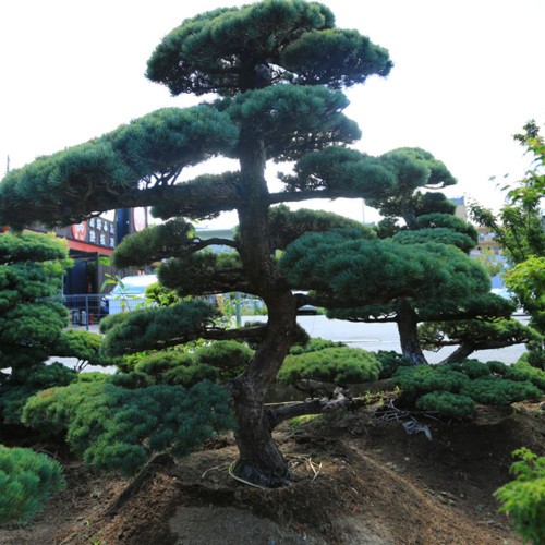 五葉松 移植物 仕立物 植木 庭木 造形 公園 庭園 会社 記念樹