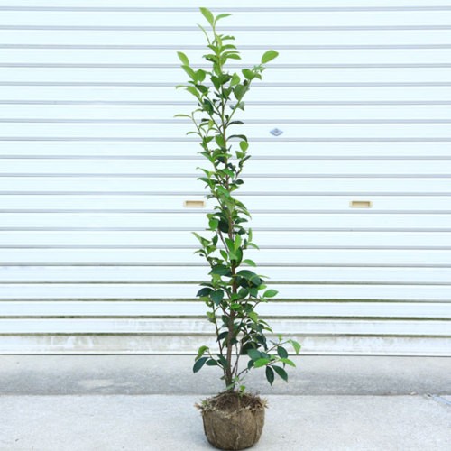 庭木・植木:本榊(サカキ)さかき 樹高80cm* : 遊恵盆栽 庭木・植木:本榊(サカキ)さかき 樹高80cm* : 遊恵盆栽