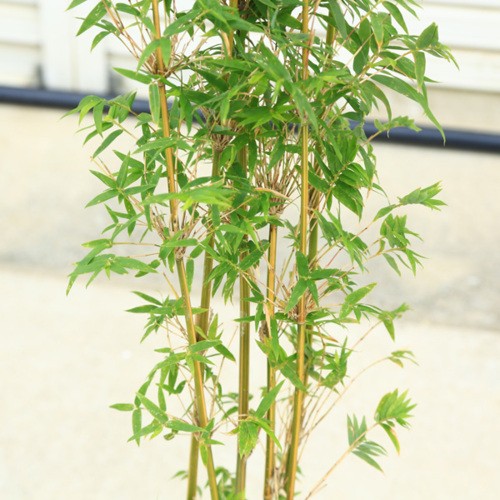 庭木・植木：鳳凰竹（ほうおう竹）ホウオウチク 樹高100cm : 遊恵
