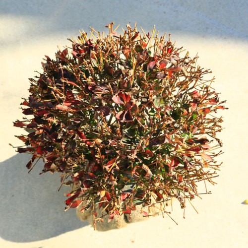 庭木・植木：庭木・植木苗：ドウダンツツジ（玉造り）大株* 玉幅：約