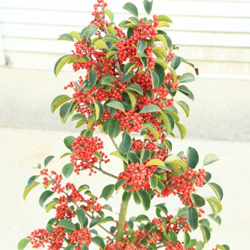 n1318v_1.jpg