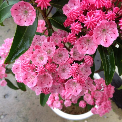 庭木・植木：アメリカシャクナゲ カルミア（サラー）* 樹高50