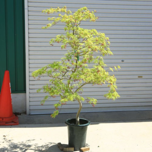 特選庭木：青しだれもみじ（青枝垂れ）*(ポット) 樹高：約130ｃｍ 全高：約150ｃｍ 超美品です！ 佐川急便発送！ : n1388v : 遊恵盆栽  Yahoo!店 - 通販 - Yahoo!ショッピング