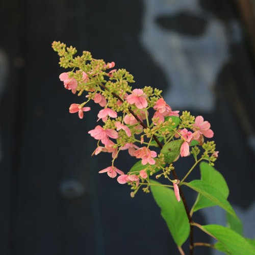 庭木/・植木：ノリウツギ（ピンキーウィンキー）* アジサイに