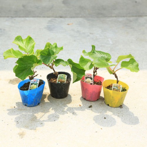 庭木/・植木：ゴールデンキウイ（スーパーゴールド）と孫悟空* メス木