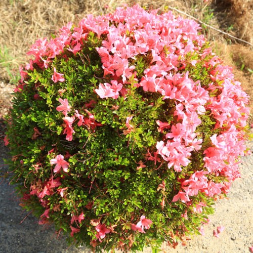 特撰庭木・植木：さつき（大盃）*特大玉造り 玉幅80cmヤマト便大型