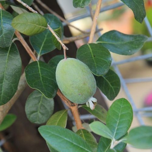 庭木苗・苗：フェイジョア ふぇいじょあ（品種不明）樹高90cn 青い葉