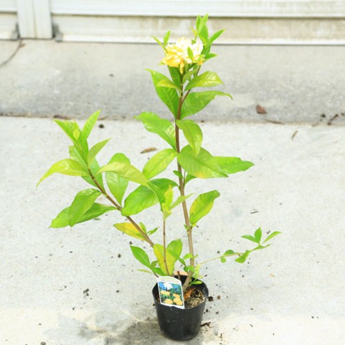 庭木苗・苗:くちなし(クチナシ)黄色八重 樹高30cm 白色 庭木苗・苗:くちなし(クチナシ)黄色八重 樹高30cm 白色