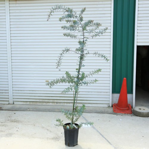 庭木 植木：銀葉アカシア ダークアイ（ミモザ）ワトル* 樹高150cm