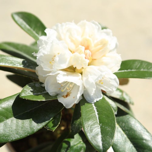 庭木・植木：斑入り屋久島石楠花（日本シャクナゲ）* 樹高30cm