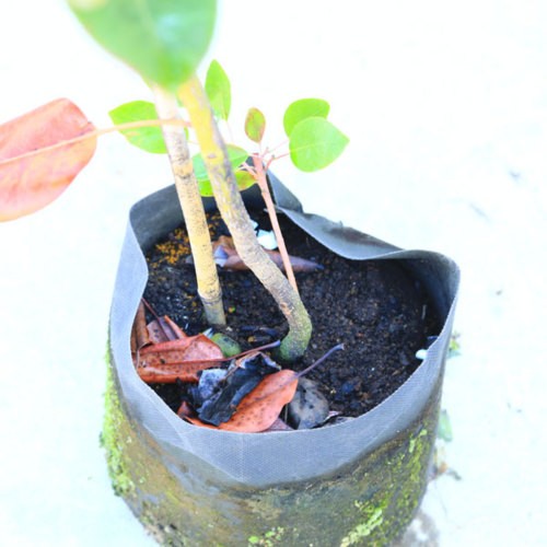 庭木 植木：ロドレイア（ろどれいあ）*お手頃サイズ 樹高150cm 全高