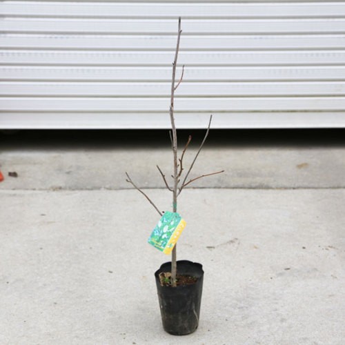 庭木・植木：ハンカチノキ（ダビディア）ハンカチの木* 白く