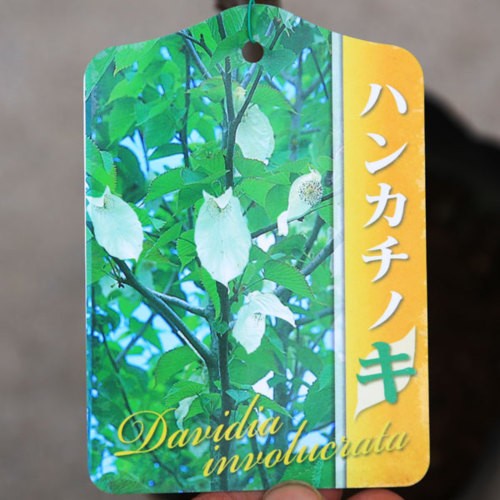 庭木・植木：ハンカチノキ（ダビディア）ハンカチの木* 白く