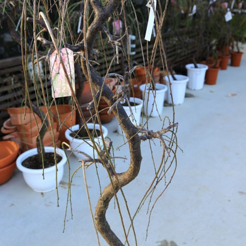 特撰庭木・植木：しだれ梅 桃花 ポット 樹高：120ｃｍ *佐川急便発送