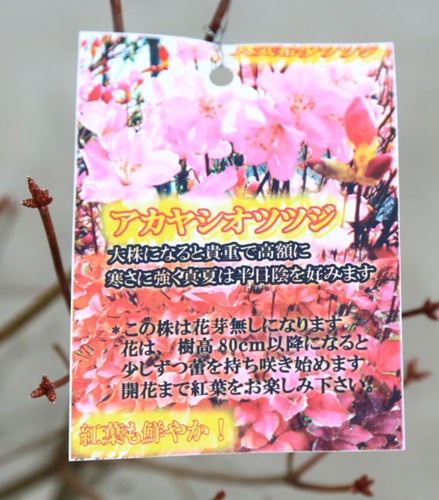 アカヤシオツツジ　【品番3694】 庭木 珍品植木：ヤシオツツジ （アカヤシオツツジ）あかやしおつつじ