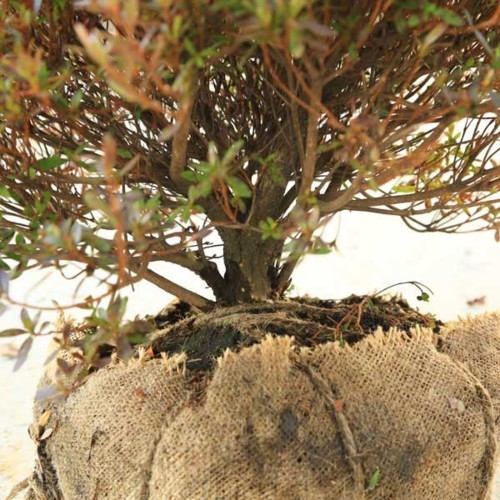 庭木：さつき（サツキ）皐月 （大盃）玉造り* 玉幅60cm 美しく刈り
