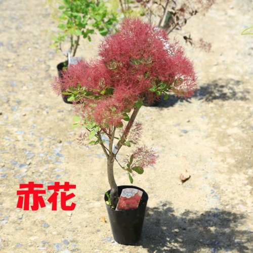 庭木苗・植木苗：スモークツリー（赤花)or（白花）or(白花)or(ダスキー