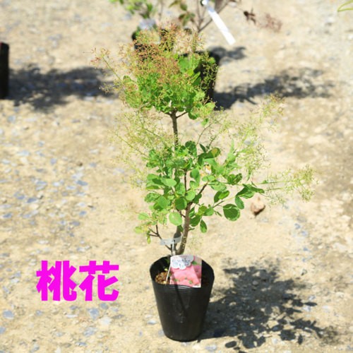 庭木苗・植木苗：スモークツリー（赤花)or（白花）or(白花)or(ダスキー