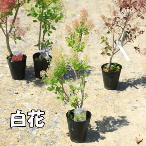 庭木苗 植木苗 スモークツリー 赤花 Or 白花 Or 白花 Or ダスキーメイデン 花色お選びください 樹高 40ｃｍ N1486av 遊恵盆栽 Yahoo 店 通販 Yahoo ショッピング