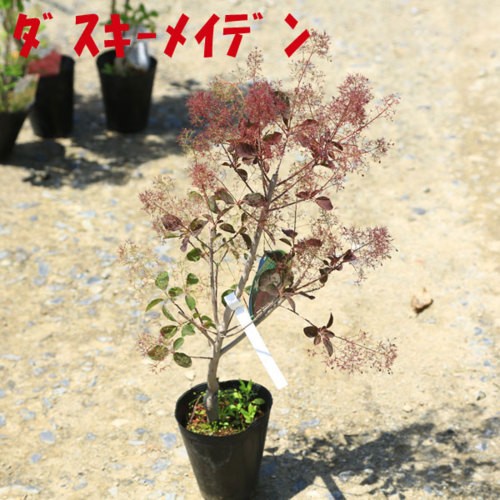 庭木苗・植木苗：スモークツリー（赤花)or（白花）or(白花)or(ダスキー