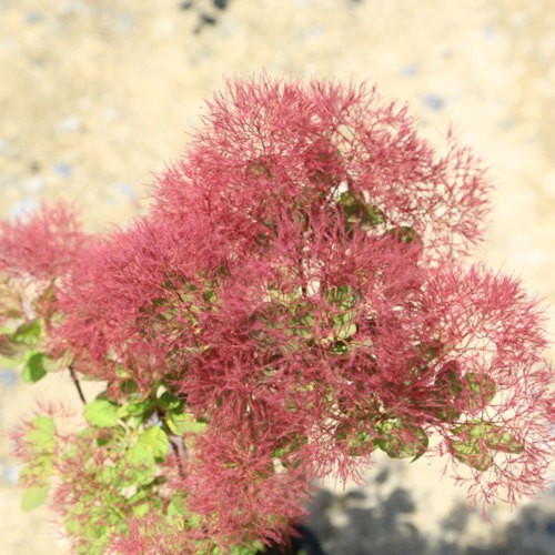 庭木苗・植木苗：スモークツリー（赤花)or（白花）or(白花)or(ダスキー