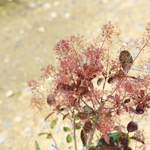 庭木苗・植木苗：スモークツリー（赤花)or（白花）or(白花)or(ダスキー