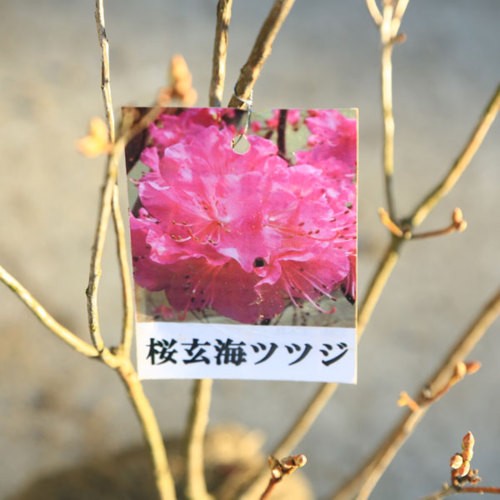 庭木：桜玄海つつじ さくらげんかいつつじ（サクラゲンカイツツジ