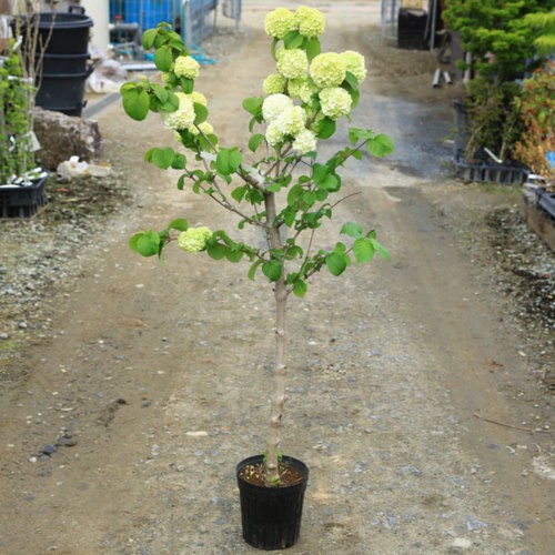 ■オオデマリ■白花■約H180cm■大株■ imgrc0111397807.jpg