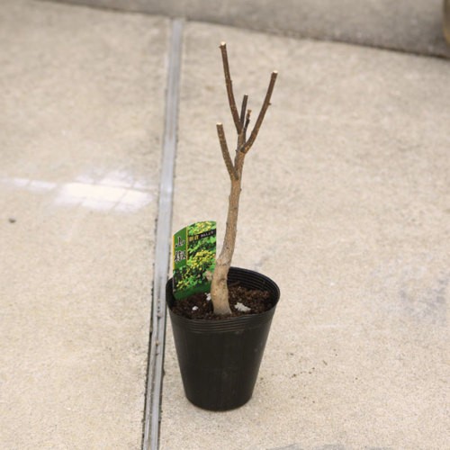 庭木・植木:朝倉山椒(あさくらさんしょう)実山椒 朝倉サン 庭木・植木:朝倉山椒(あさくらさんしょう)実山椒 朝倉サン