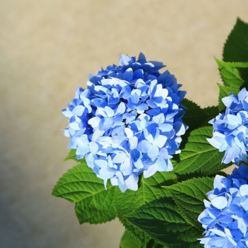 ギフト・鉢、庭植えなど大人気！鉢花 庭木苗・植木苗：アジサイ（霧島