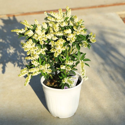 n1519v.jpg