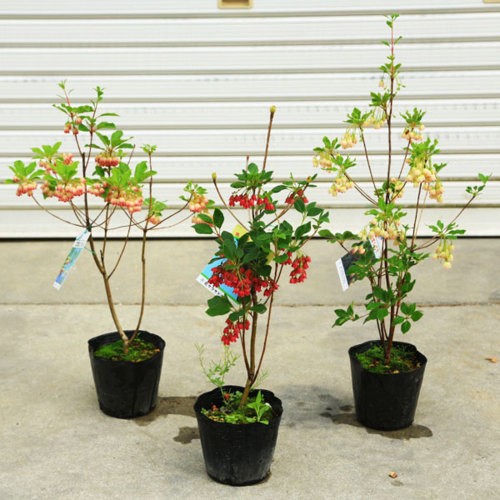庭木・植木 ドウダンツツジ（満天星ツツジ）*紅更紗、口紅更紗、岩