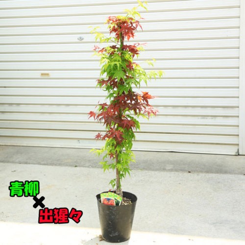 庭木 植木：ツイストもみじシリーズ A* お選びください。 樹高:約60cm