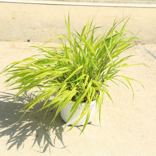 庭木/グランドカバー：斑入り風知草（ふいりふうちそう）*フウチソウ