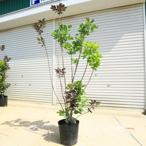 絶対的存在へ 手放せない極上 庭木 スモークツリー ロイヤルパープルorゴールデンスピリット 美しい葉色を楽しめる人気二品種 激安 即納 R4urealtygroup Com