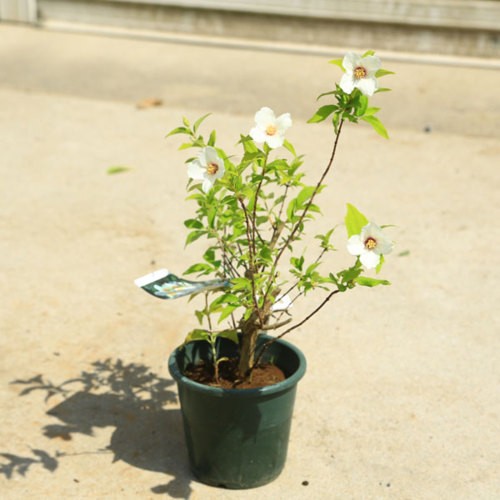 庭木・植木：バイカウツギ（香り梅花うつぎ）*かおりばいかうつぎ