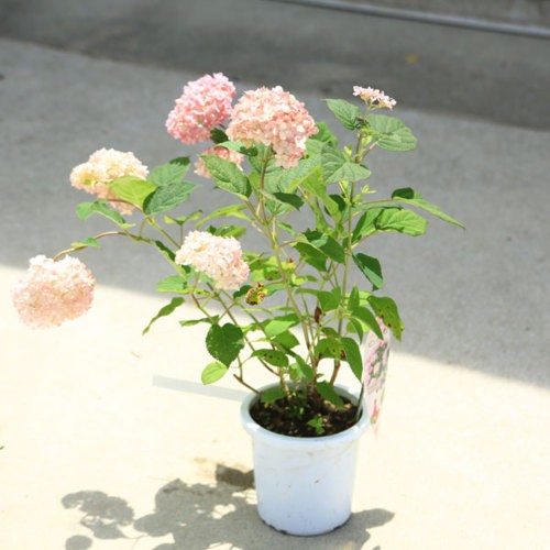 n1553v.jpg