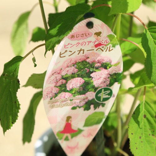 鉢花 庭木苗・植木苗：ピンクアナベル（ピンカーベル）（紫陽花