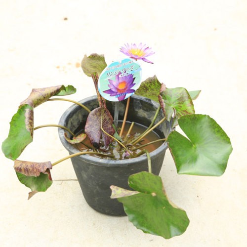 水生植物 苗 庭木 熱帯スイレン すいれん 大株 リンジーウッズ バケツ付き N1571v 1 遊恵盆栽 Yahoo 店 通販 Yahoo ショッピング