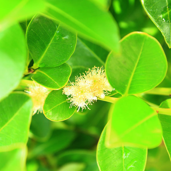 庭木 植木 観葉植物：グアバの木（イエローストロベリーグアヴァ