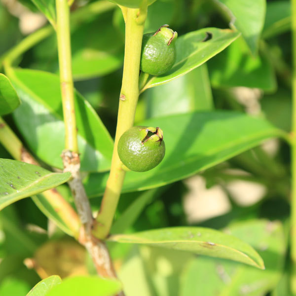 庭木 植木 観葉植物：グアバの木（イエローストロベリーグアヴァ