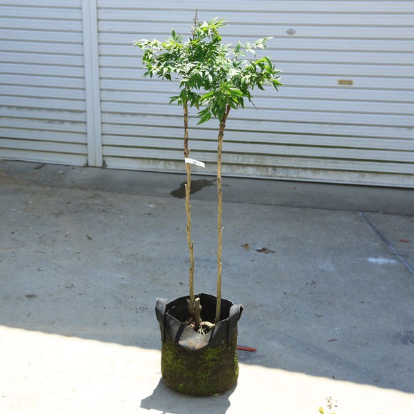 送料無料 庭木 植木 希少品種 折鶴南天 おりづるなんてん 現品限り ヤマト便発送 N1600v 1 遊恵盆栽 Yahoo 店 通販 Yahoo ショッピング