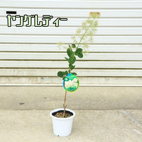 庭木・植木：スモークツリー（ヤングレディーorリトルルビーor