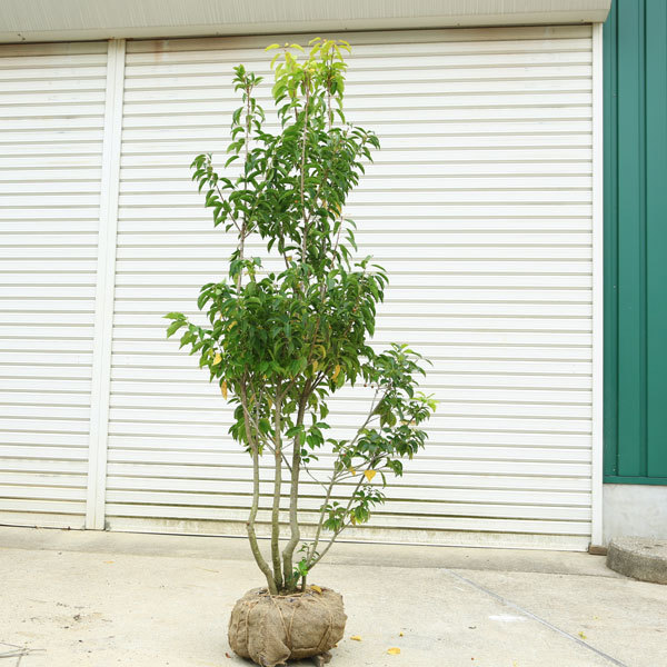 超激安 送料無料 庭木 ソヨゴ そよご 株立ち 雌株 樹高 約160 170ｃｍ 全高 約180ｃｍ 現品限りの特選品 佐川大型商品発送 新しい到着 R4urealtygroup Com