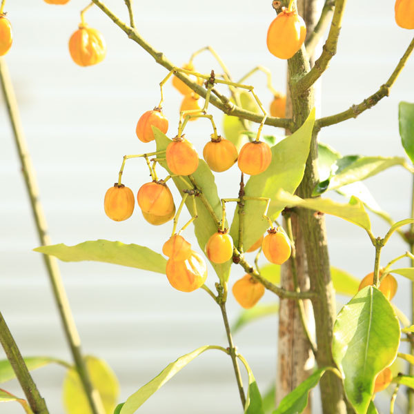 庭木：トキワマユミ（常盤まゆみ）茜 （雌株）*樹高：約140cm 全高