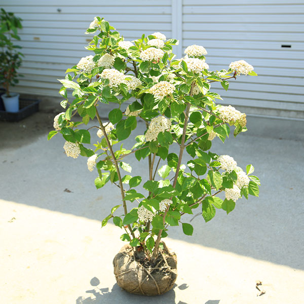 庭木　植木　シンボルツリー：ハクサンボク（白山木）*　樹高100ｃｍ 佐川急便発送 :n1655v:遊恵盆栽　Yahoo!店 - 通販 -  Yahoo!ショッピング