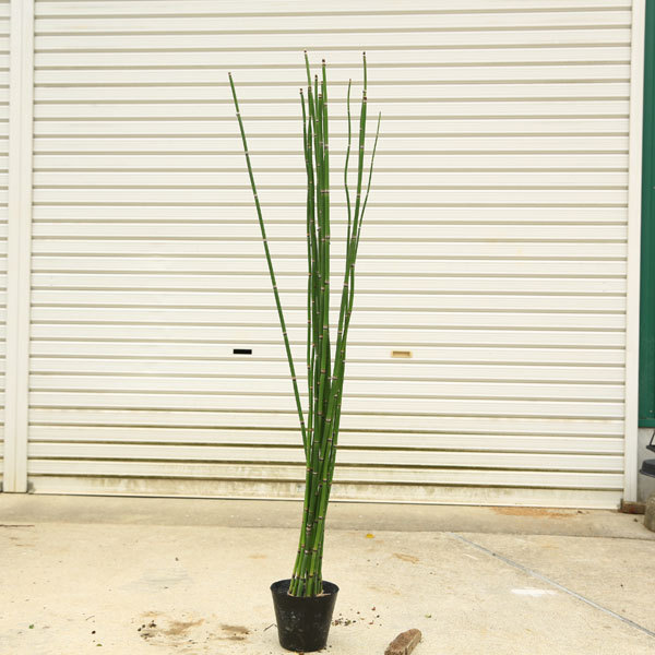 庭木 植木：ジャンボトクサ（オオトクサ）* : 遊恵盆栽 Yahoo!店