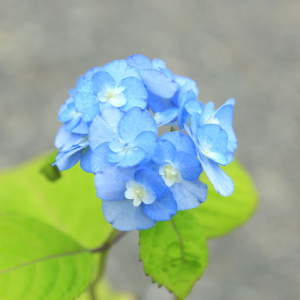 庭木苗 植木苗 山アジサイ やまあじさい 八重甘茶 やえあまちゃ 紫陽花 N1668v 遊恵盆栽 Yahoo 店 通販 Yahoo ショッピング