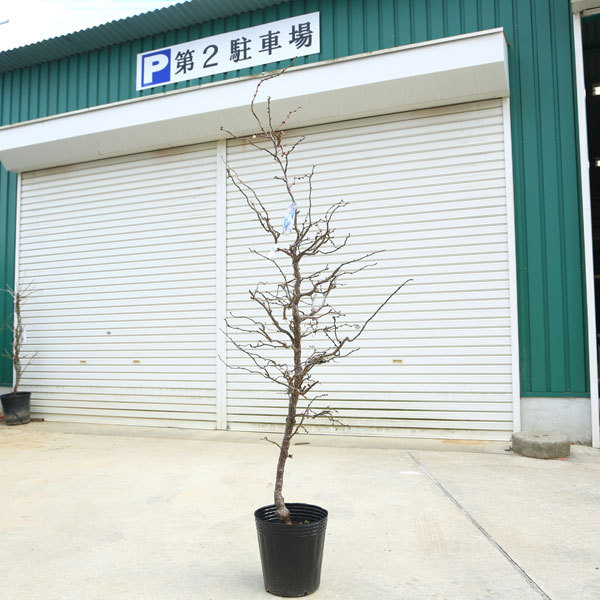 特選庭木：雲竜梅（うんりゅうばい）（白梅）* 樹高：約150cm 佐川