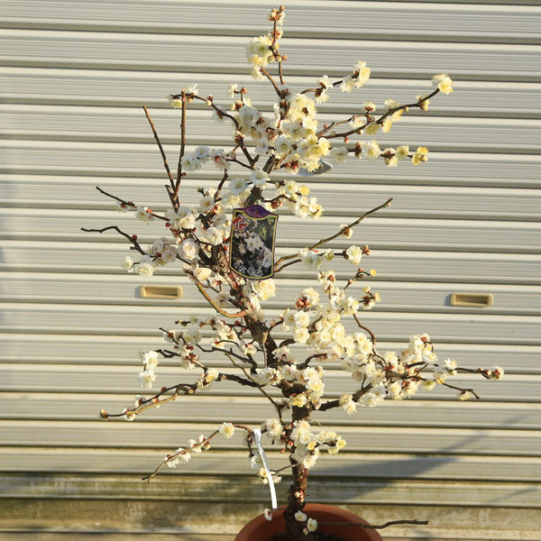 特選庭木：雲竜梅（うんりゅうばい）（白梅）* 樹高：約150cm 佐川